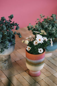 Multicolored striped planter with white flowers on a tiled floor against a pink wall