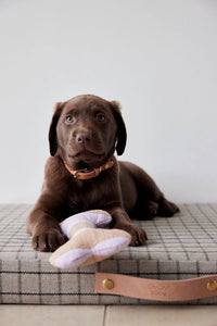 A chocolate Labrador retriever puppy lies on a gray plaid dog bed, holding a light purple and beige plush toy. The puppy is wearing a tan collar, and the dog bed has a tan leather strap with brass hardware.