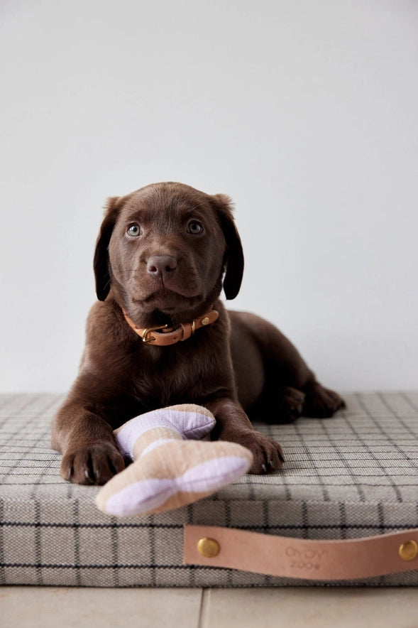 A chocolate Labrador retriever puppy lies on a gray plaid dog bed, holding a light purple and beige plush toy. The puppy is wearing a tan collar, and the dog bed has a tan leather strap with brass hardware.