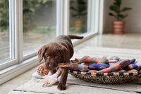 Chocolate Labrador puppy playing with a chew toy on a rug near a window.