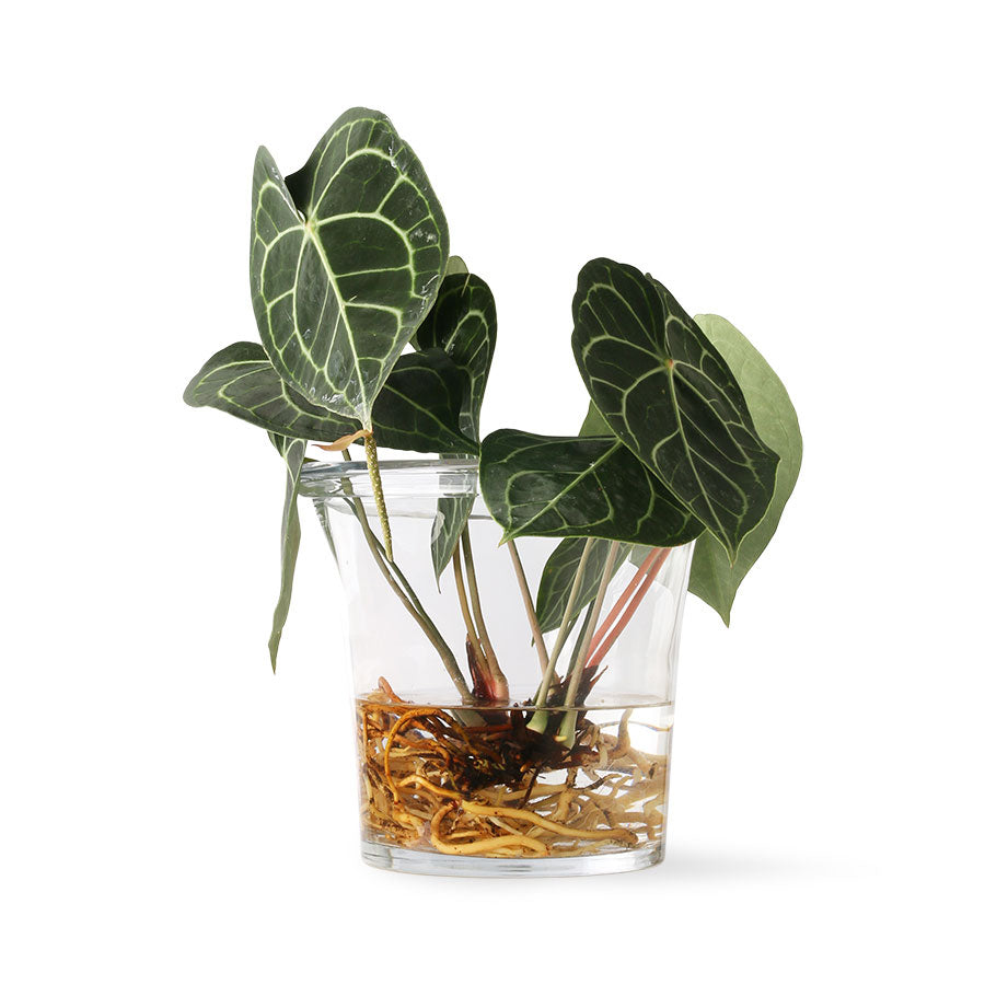 HKliving Flower pot glass